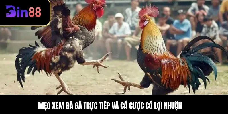 Mẹo xem đá gà trực tiếp và cá cược có lợi nhuận