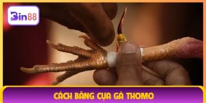 cách băng cựa gà Thomo