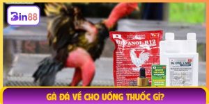 gà đá về cho uống thuốc gì