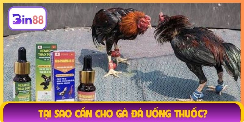 Tại sao cần cho gà đá uống thuốc?