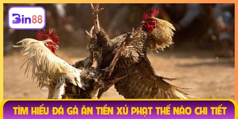 Tìm hiểu đá gà ăn tiền xử phạt thế nào chi tiết